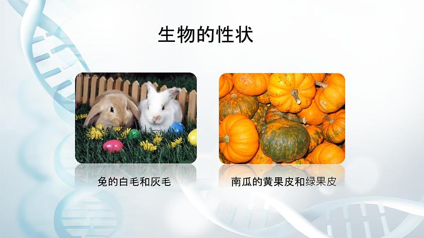 第二節(jié) 性狀的遺傳 課件第6頁