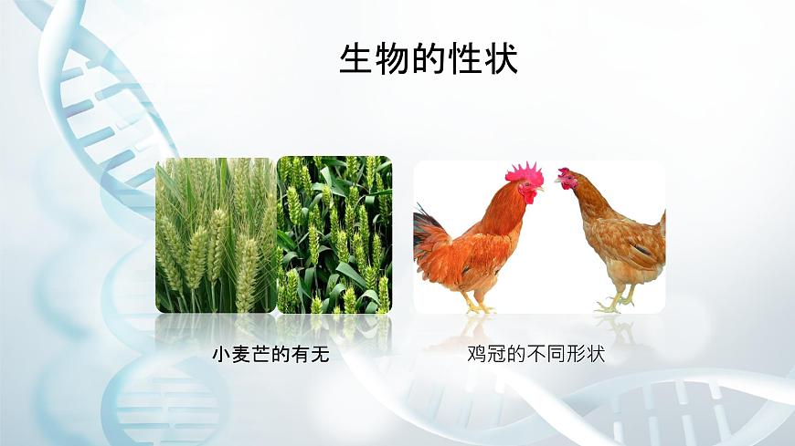 第二節(jié) 性狀的遺傳 課件第7頁