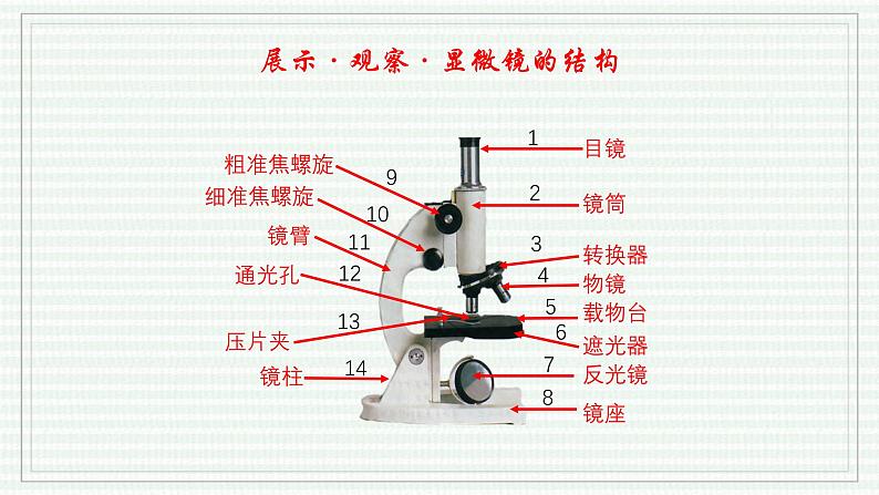 1.2.1 学习使用显微镜(跟踪训练)(含答案) 2024-2025学年七年级生物上学期同步课件+分层练(2024人教版)05