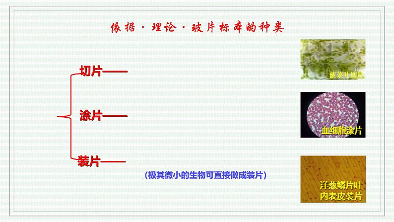 1.2.2 植物细胞(跟踪训练)(含答案) 2024-2025学年七年级生物上学期同步课件+分层练(2024人教版)04