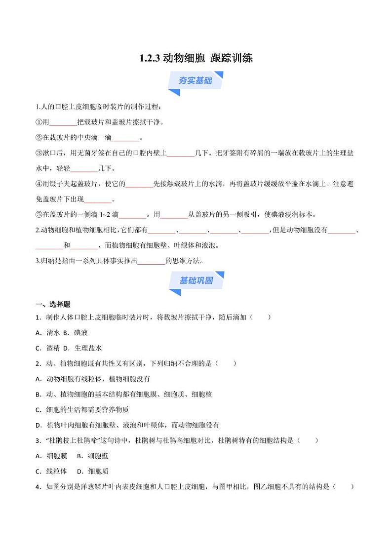 1.2.3 动物细胞(跟踪训练)(含答案) 2024-2025学年七年级生物上学期同步课件+分层练(2024人教版)01