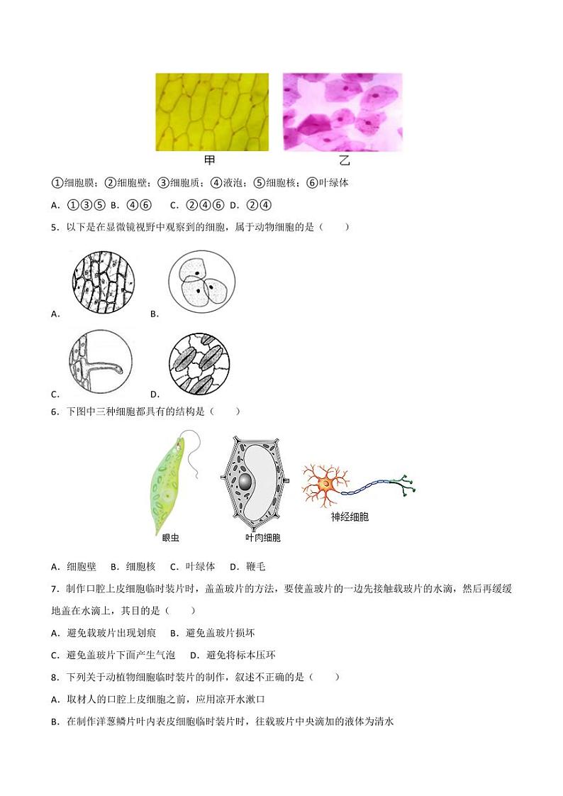 1.2.3 动物细胞(跟踪训练)(含答案) 2024-2025学年七年级生物上学期同步课件+分层练(2024人教版)02