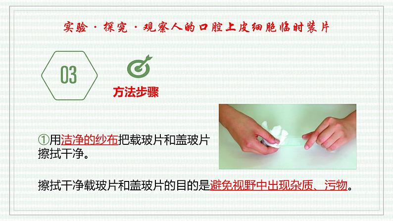 1.2.3 动物细胞(跟踪训练)(含答案) 2024-2025学年七年级生物上学期同步课件+分层练(2024人教版)06