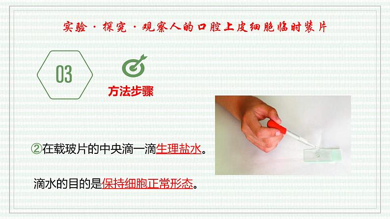 1.2.3 动物细胞(跟踪训练)(含答案) 2024-2025学年七年级生物上学期同步课件+分层练(2024人教版)07