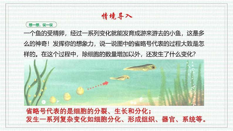 1.3.2 动物体的结构层次(跟踪训练)(含答案) 2024-2025学年七年级生物上学期同步课件+分层练(2024人教版)03