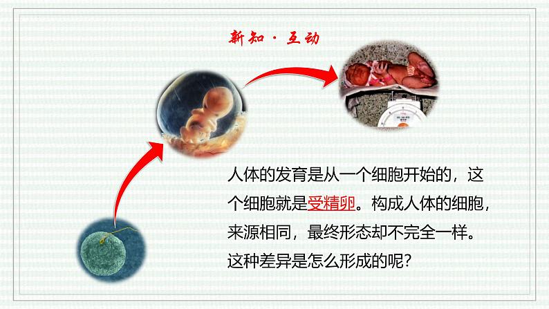 1.3.2 动物体的结构层次(跟踪训练)(含答案) 2024-2025学年七年级生物上学期同步课件+分层练(2024人教版)04