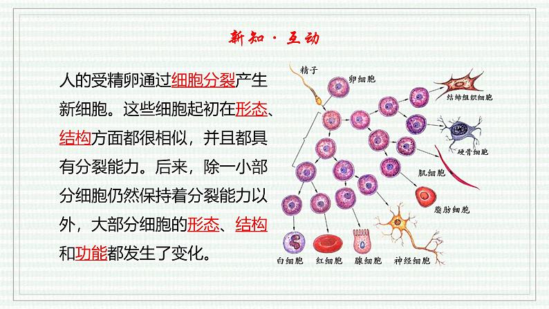 1.3.2 动物体的结构层次(跟踪训练)(含答案) 2024-2025学年七年级生物上学期同步课件+分层练(2024人教版)05