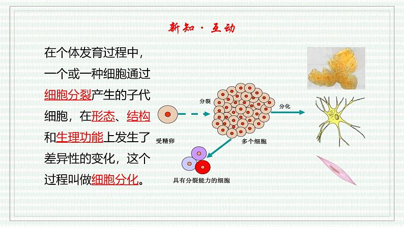 1.3.2 动物体的结构层次(跟踪训练)(含答案) 2024-2025学年七年级生物上学期同步课件+分层练(2024人教版)06