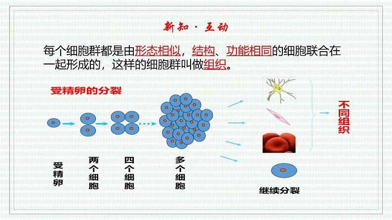1.3.2 动物体的结构层次(跟踪训练)(含答案) 2024-2025学年七年级生物上学期同步课件+分层练(2024人教版)07