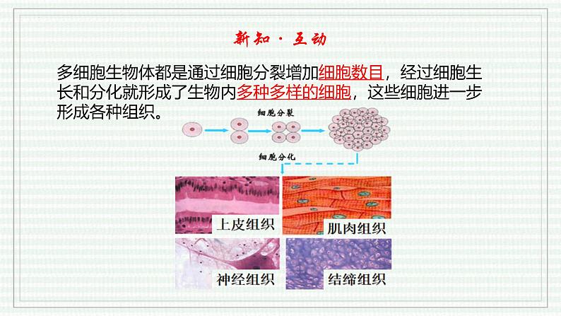 1.3.2 动物体的结构层次(跟踪训练)(含答案) 2024-2025学年七年级生物上学期同步课件+分层练(2024人教版)08