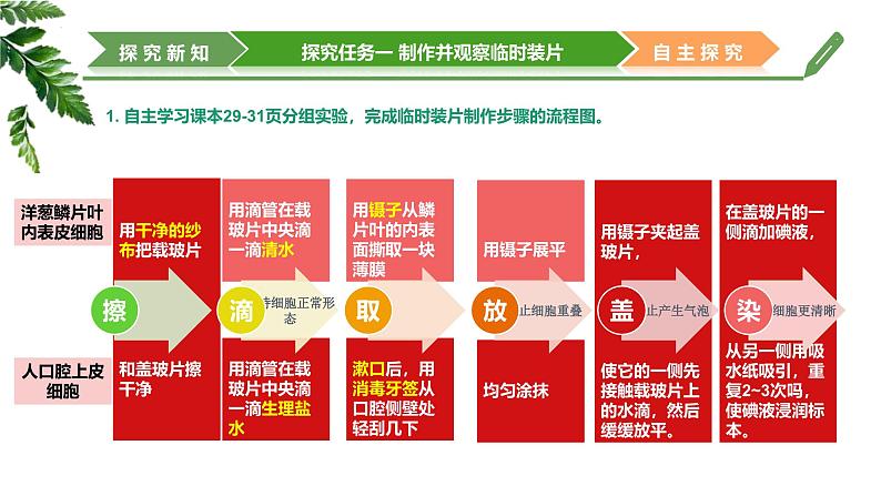 【核心素养】济南版(2024)生物七年级上册 1.2.1 细胞是生物体结构和功能的基本单位(教学课件)07