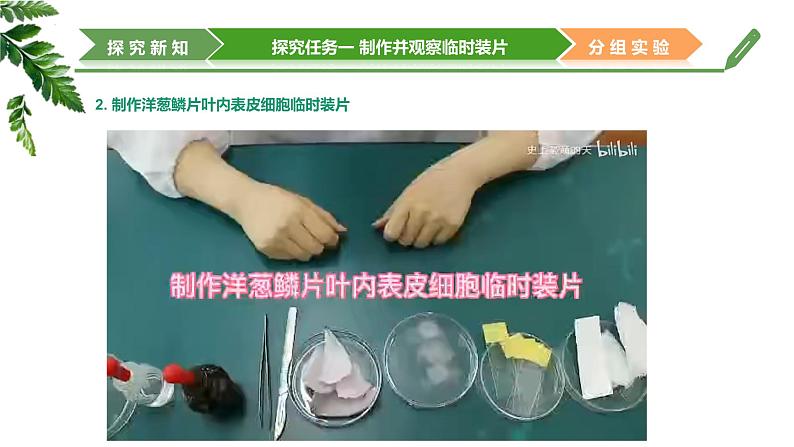 【核心素养】济南版(2024)生物七年级上册 1.2.1 细胞是生物体结构和功能的基本单位(教学课件)08