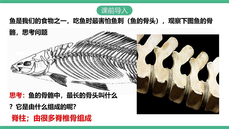 人教版八年級生物上學期  5.1.4《魚》課件第3頁