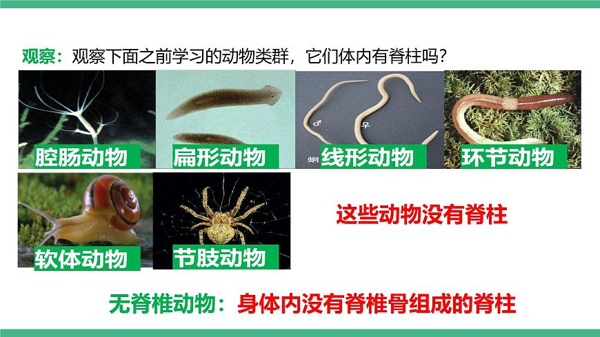 人教版八年級生物上學期  5.1.4《魚》課件第5頁