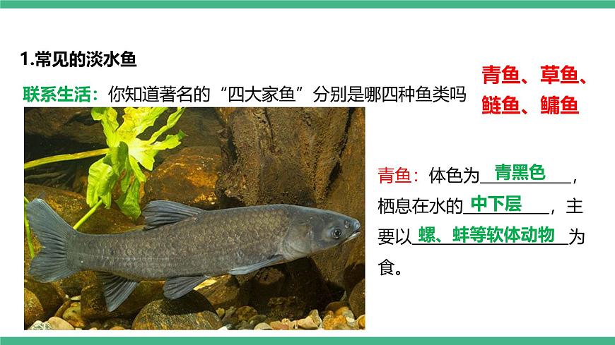 人教版八年級生物上學期  5.1.4《魚》課件第8頁