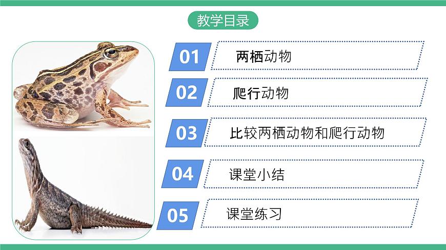 人教版八年級生物上學(xué)期  5.1.5《兩棲動(dòng)物和爬行動(dòng)物》課件第2頁