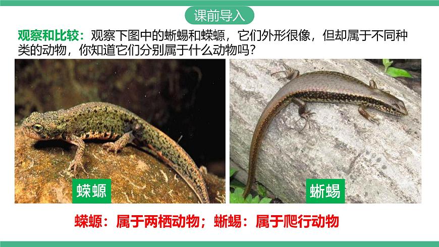 人教版八年級生物上學(xué)期  5.1.5《兩棲動(dòng)物和爬行動(dòng)物》課件第3頁