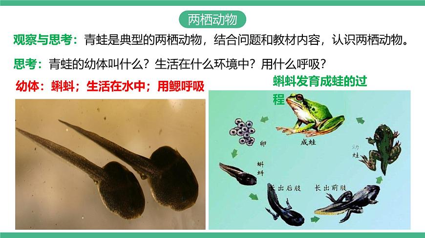 人教版八年級生物上學(xué)期  5.1.5《兩棲動(dòng)物和爬行動(dòng)物》課件第4頁