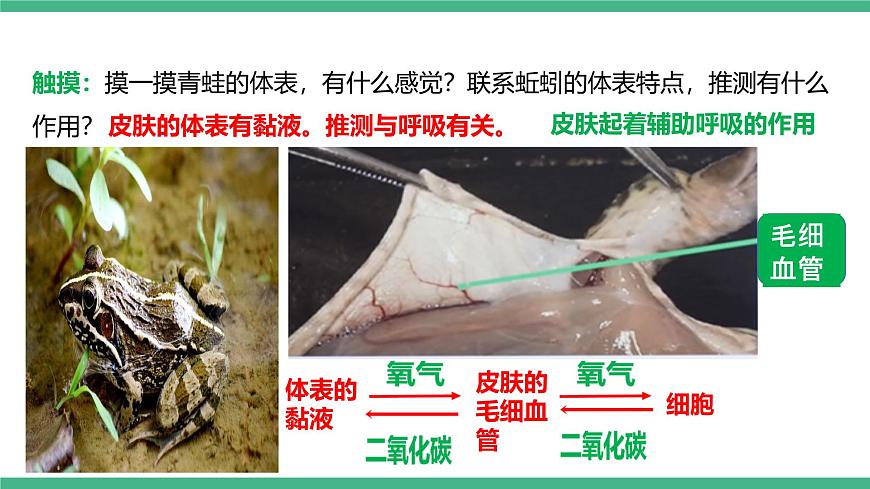 人教版八年級生物上學(xué)期  5.1.5《兩棲動(dòng)物和爬行動(dòng)物》課件第7頁