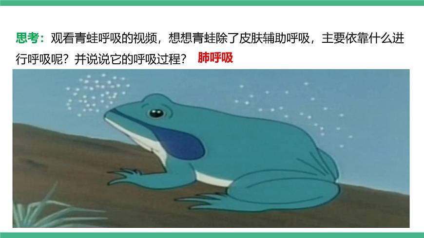 人教版八年級生物上學(xué)期  5.1.5《兩棲動(dòng)物和爬行動(dòng)物》課件第8頁
