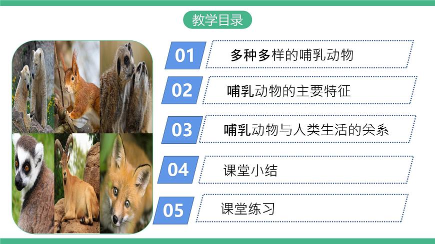 人教版八年級生物上學期  5.1.7《哺乳動物》課件第2頁