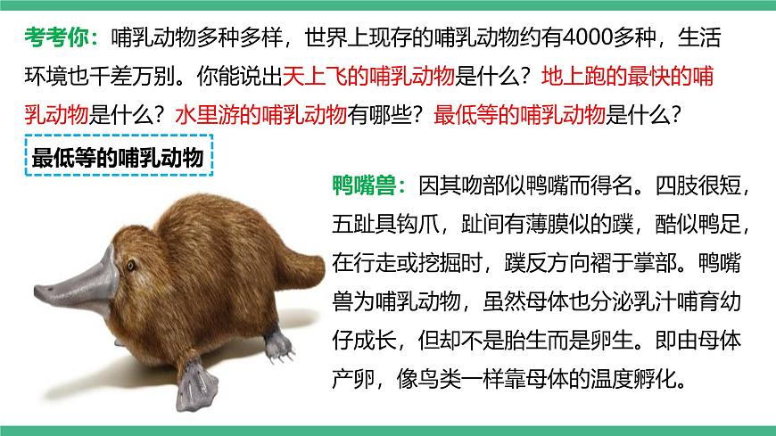 人教版八年級生物上學期  5.1.7《哺乳動物》課件第6頁