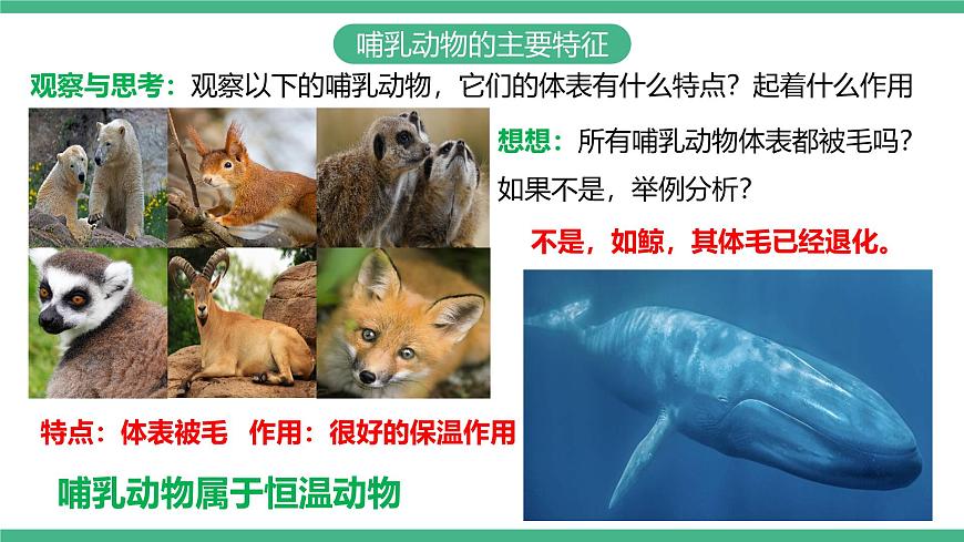 人教版八年級生物上學期  5.1.7《哺乳動物》課件第7頁