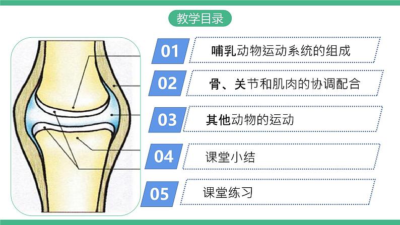 人教版八年级生物上学期 5.2.1《动物的运动》课件+素材02