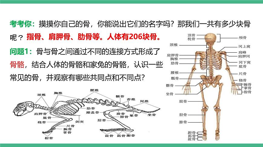 人教版八年級生物上學期  5.2.1《動物的運動》課件第5頁