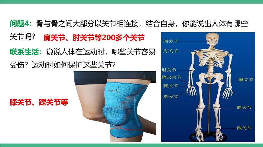人教版八年級生物上學期  5.2.1《動物的運動》課件第7頁