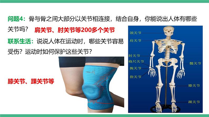 人教版八年级生物上学期 5.2.1《动物的运动》课件+素材07