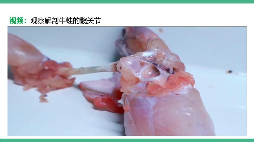 人教版八年級生物上學期  5.2.1《動物的運動》課件第8頁