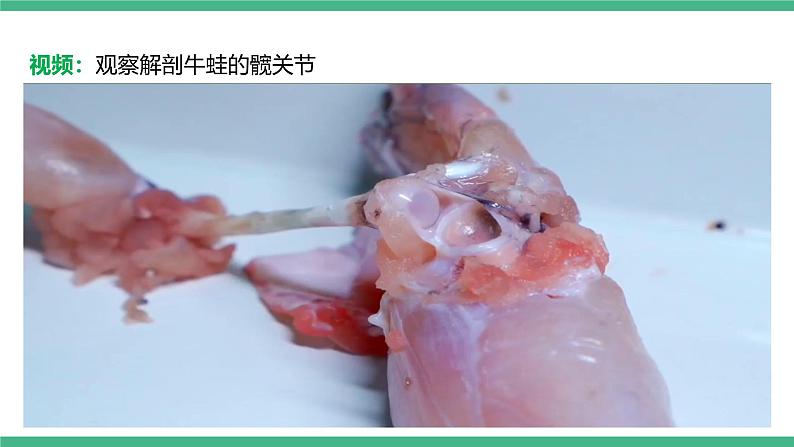 人教版八年级生物上学期 5.2.1《动物的运动》课件+素材08
