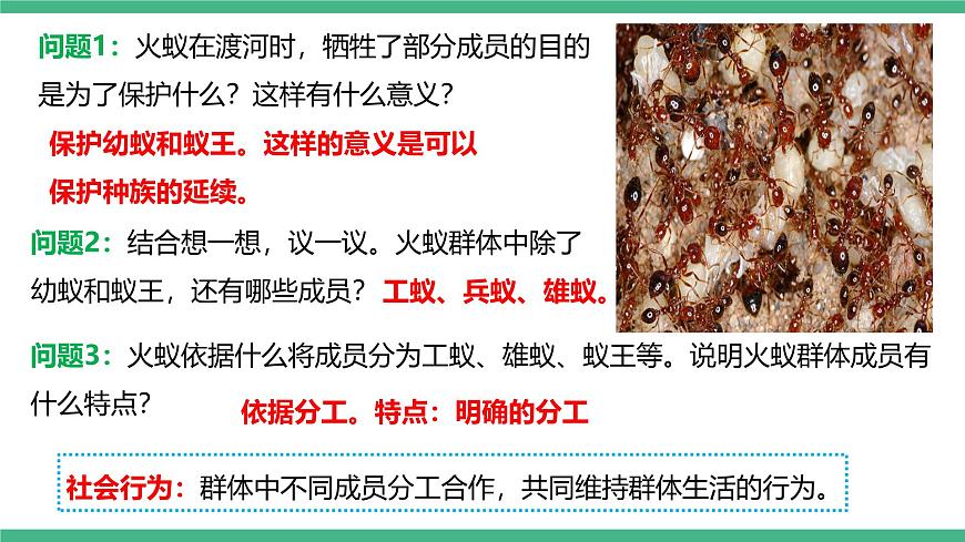 人教版八年級生物上學(xué)期  5.2.3《社會行為》課件第4頁