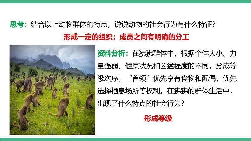 人教版八年級生物上學(xué)期  5.2.3《社會行為》課件第7頁
