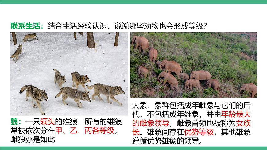 人教版八年級生物上學(xué)期  5.2.3《社會行為》課件第8頁