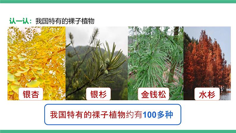 人教版八年级生物上学期 6.2《认识生物的多样性》课件+素材06