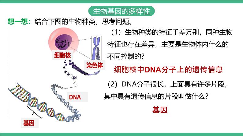人教版八年级生物上学期 6.2《认识生物的多样性》课件+素材08