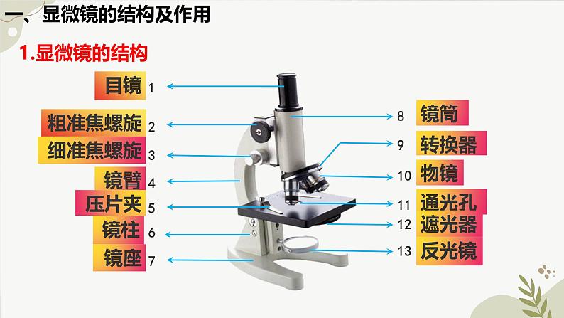 【核心素养】冀少版(2024)生物七年级上册 1.1.1 显微镜的使用 同步课件+同步练习08