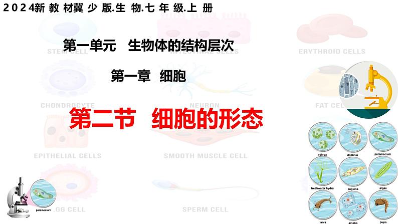 【核心素养】冀少版(2024)生物七年级上册 1.1.2 细胞的形态 同步课件+同步练习01