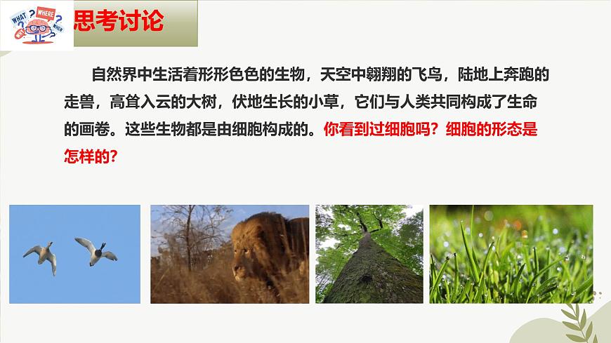 【核心素養(yǎng)】晉少版（2024）生物七年級上冊 1.1.2 細(xì)胞的形態(tài) 同步課件第2頁