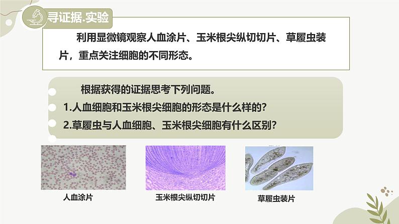 【核心素养】冀少版(2024)生物七年级上册 1.1.2 细胞的形态 同步课件+同步练习04