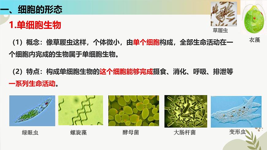 【核心素養(yǎng)】晉少版（2024）生物七年級上冊 1.1.2 細(xì)胞的形態(tài) 同步課件第5頁