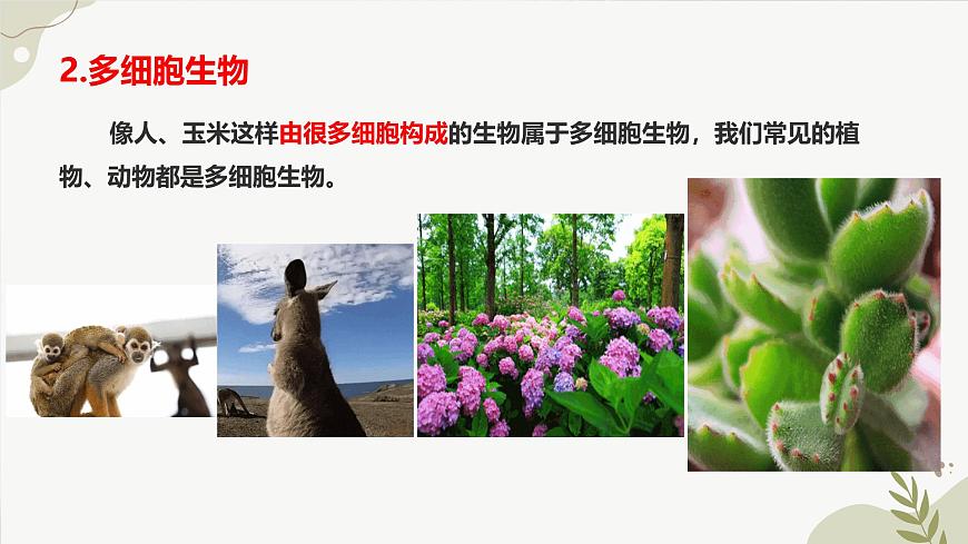 【核心素養(yǎng)】晉少版（2024）生物七年級上冊 1.1.2 細(xì)胞的形態(tài) 同步課件第6頁