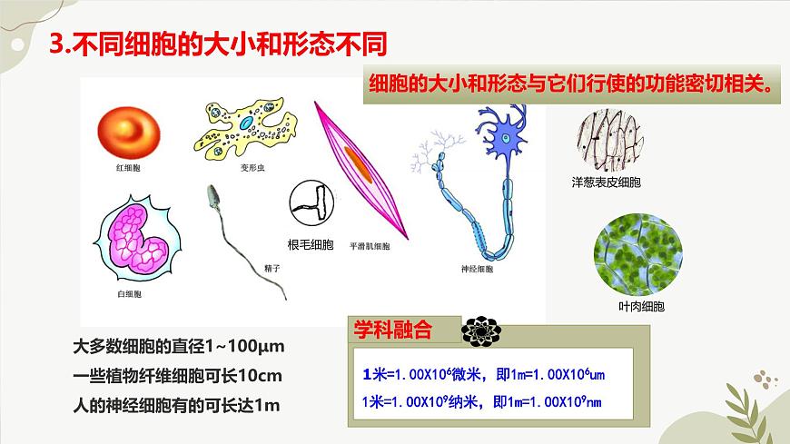 【核心素養(yǎng)】晉少版（2024）生物七年級上冊 1.1.2 細(xì)胞的形態(tài) 同步課件第7頁