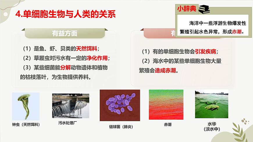 【核心素養(yǎng)】晉少版（2024）生物七年級上冊 1.1.2 細(xì)胞的形態(tài) 同步課件第8頁