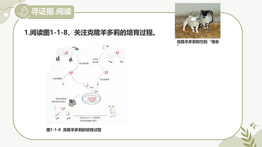 【核心素養(yǎng)】晉少版（2024）生物七年級(jí)上冊(cè) 1.1.4  細(xì)胞的生命活動(dòng) 同步課件第4頁(yè)