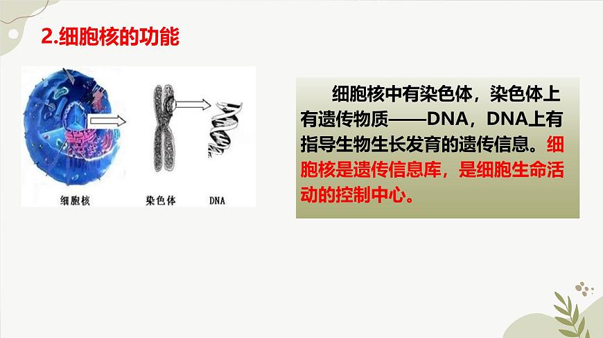 【核心素養(yǎng)】晉少版（2024）生物七年級(jí)上冊(cè) 1.1.4  細(xì)胞的生命活動(dòng) 同步課件第7頁(yè)