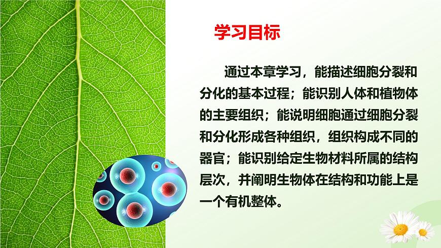 【核心素養(yǎng)】晉少版（2024）生物七年級上冊 1.2.1 細胞的分裂 同步課件第2頁