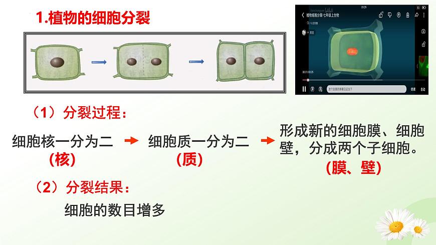 【核心素養(yǎng)】晉少版（2024）生物七年級上冊 1.2.1 細胞的分裂 同步課件第8頁